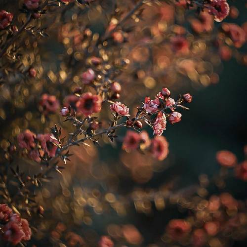  بی تو هر لحظه پدر واسم عذابه اشک و حسرت همدم حال خرابه